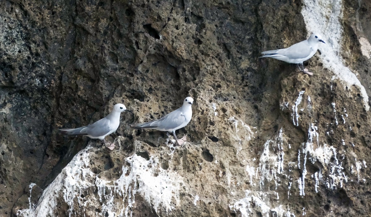 Gray Noddy - ML634652274