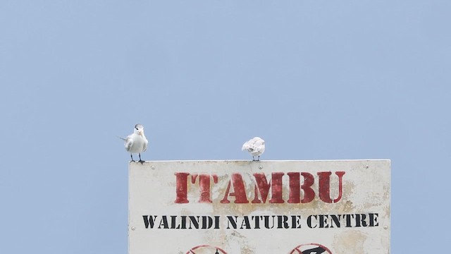Great Crested Tern - ML634652338