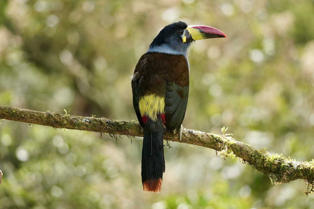 Gray-breasted Mountain-Toucan - ML634652388