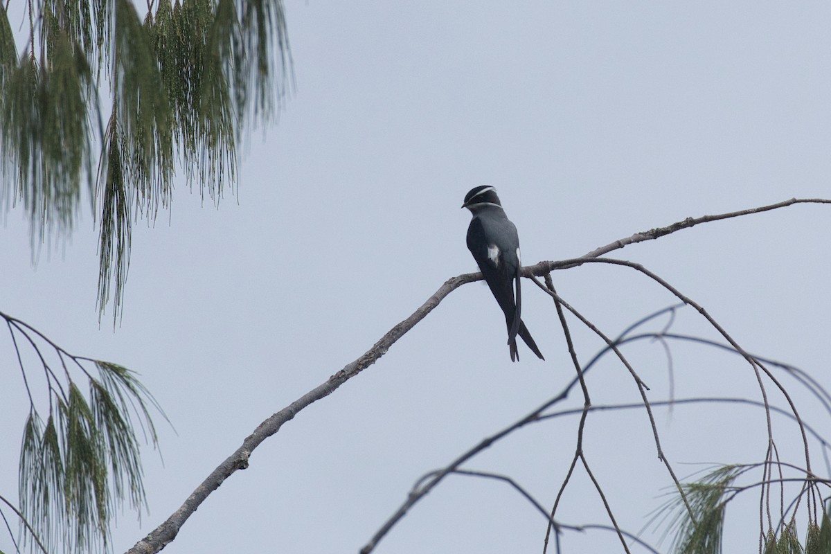 Moustached Treeswift - ML634652389