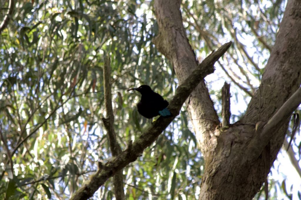 Paradise Riflebird - ML634652398