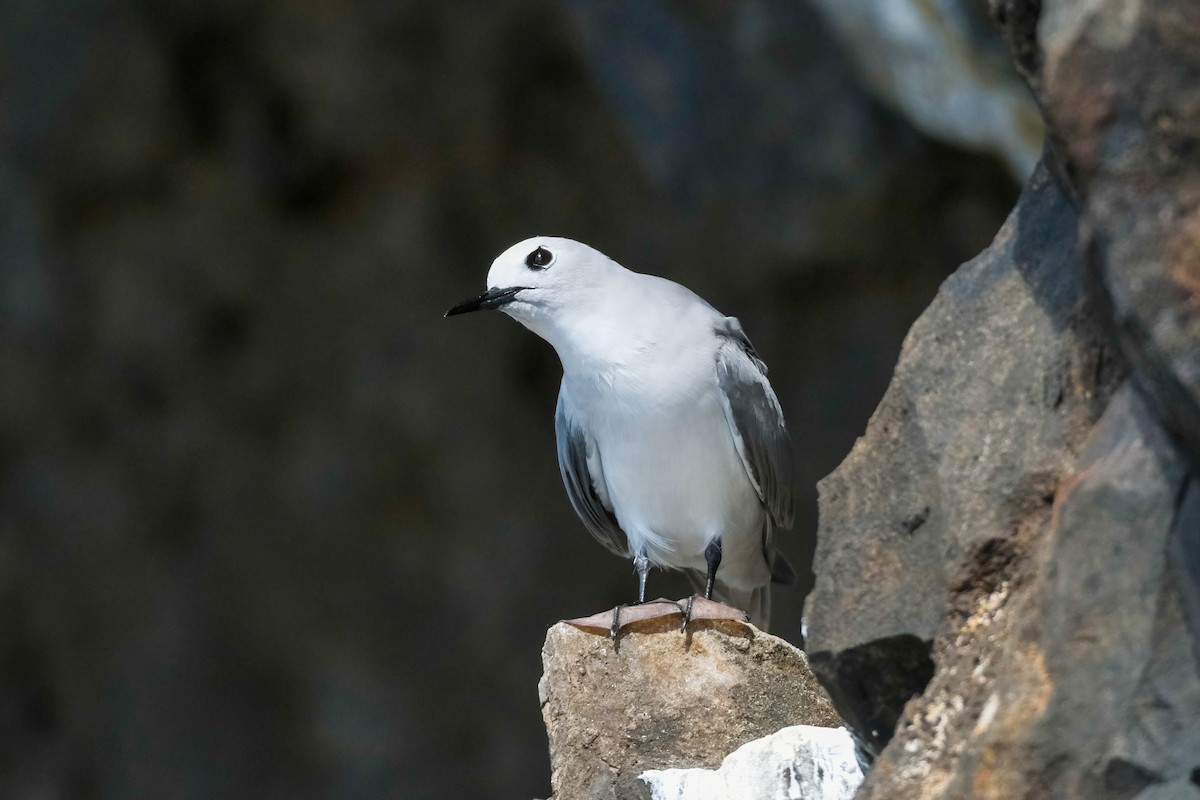 Gray Noddy - ML634652400