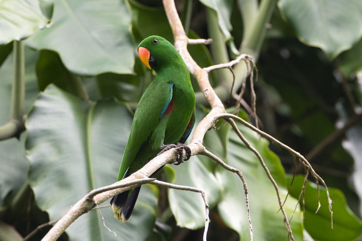Papuan Eclectus - ML634652405