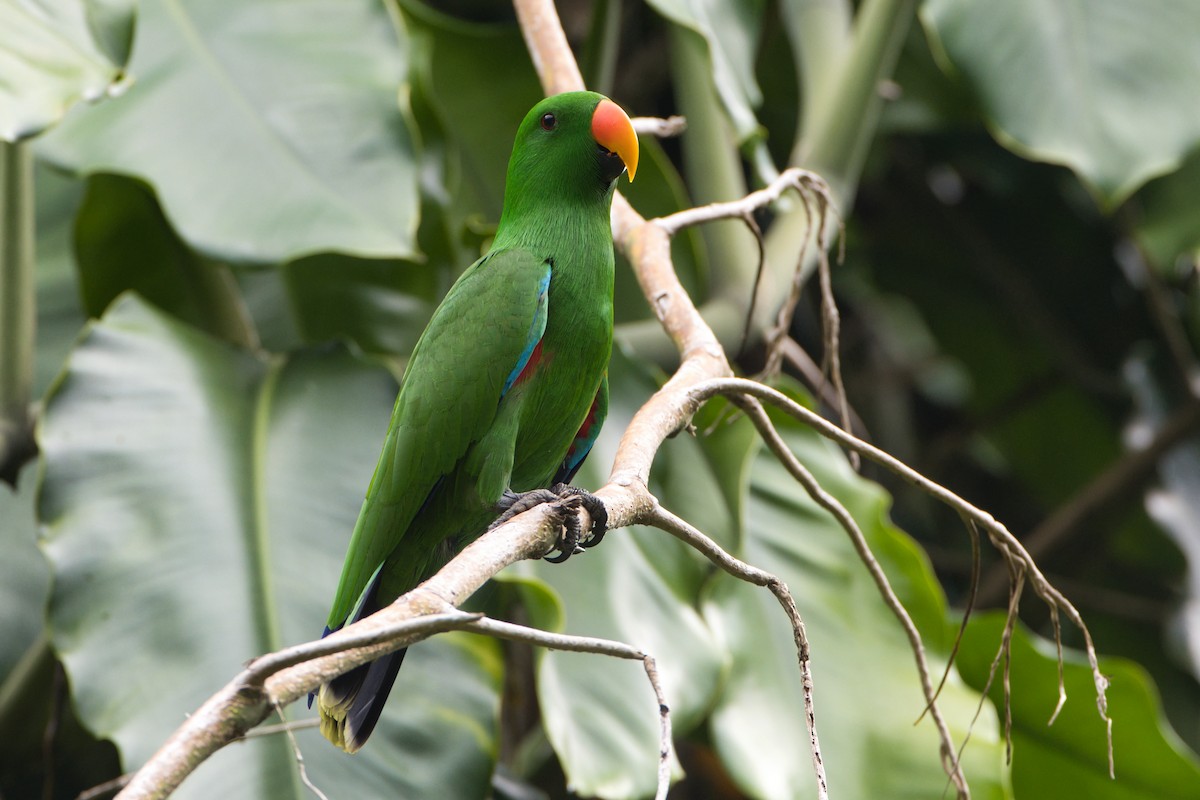 Papuan Eclectus - ML634652406