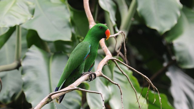 Papuan Eclectus - ML634652407