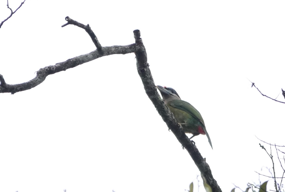 Red-vented Barbet - ML634652440