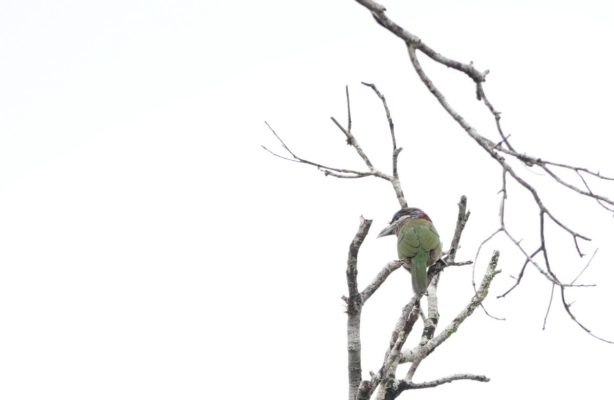 Red-vented Barbet - ML634652441