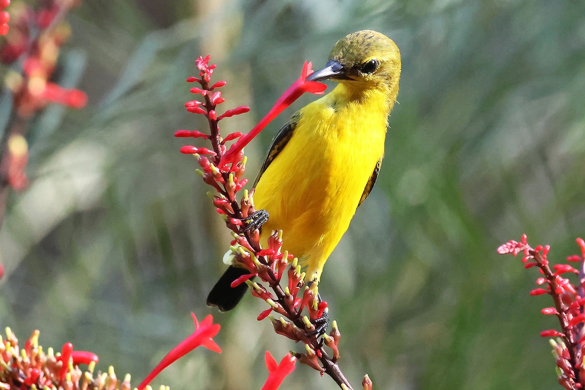 Sahul Sunbird - ML634652473