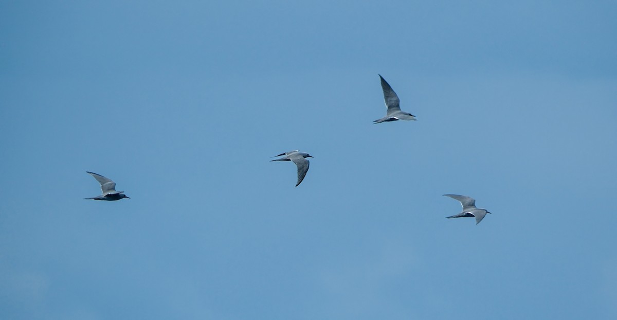 Gray Noddy - ML634652482