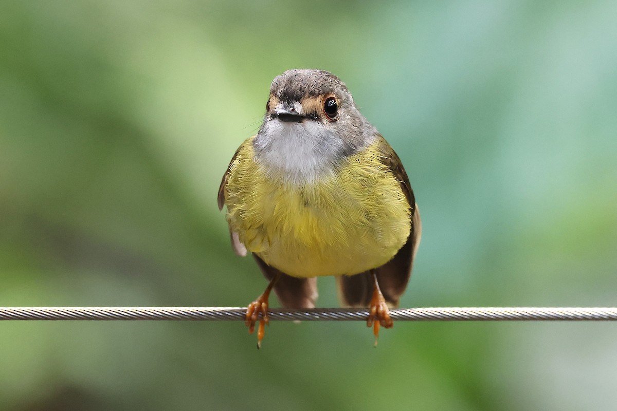 Pale-yellow Robin - ML634652494