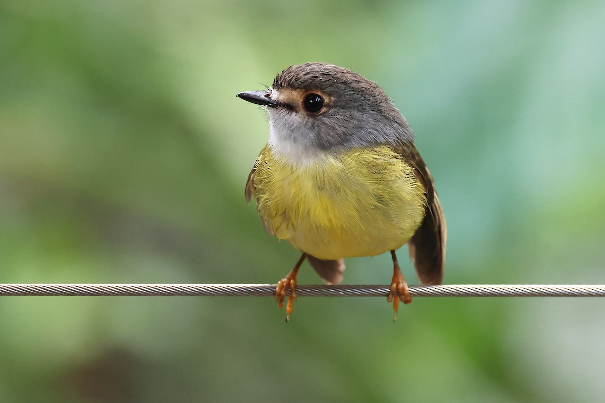 Pale-yellow Robin - ML634652495