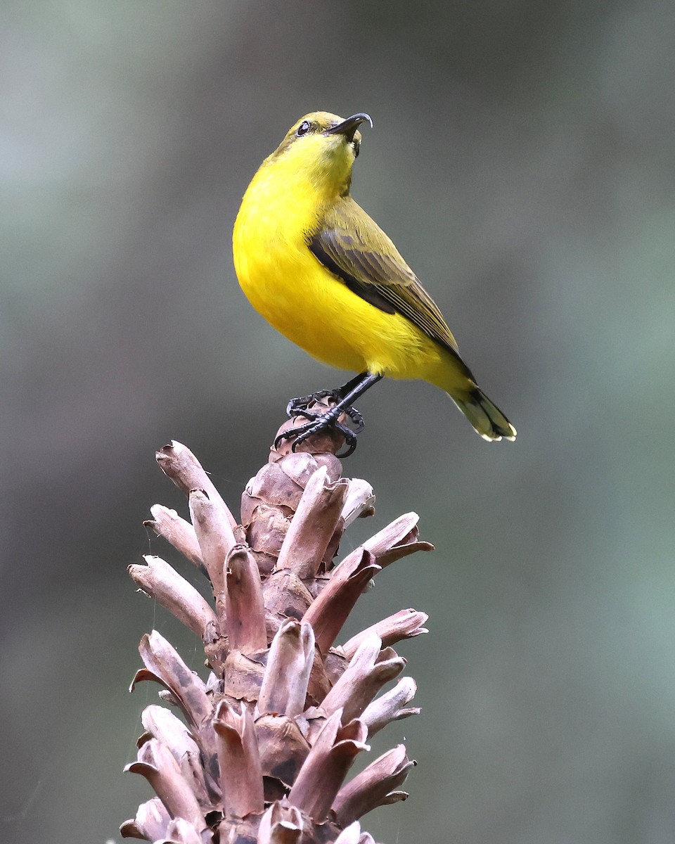 Sahul Sunbird - ML634652557