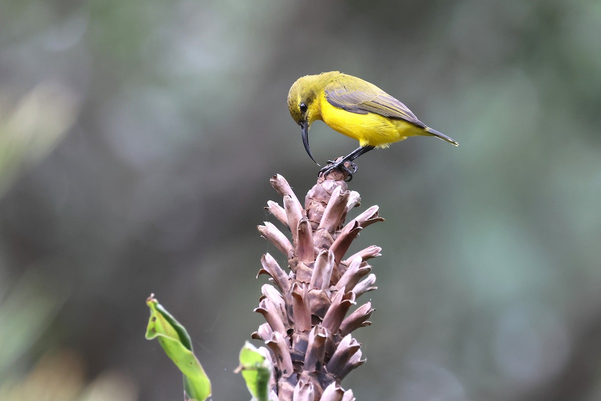 Sahul Sunbird - ML634652558