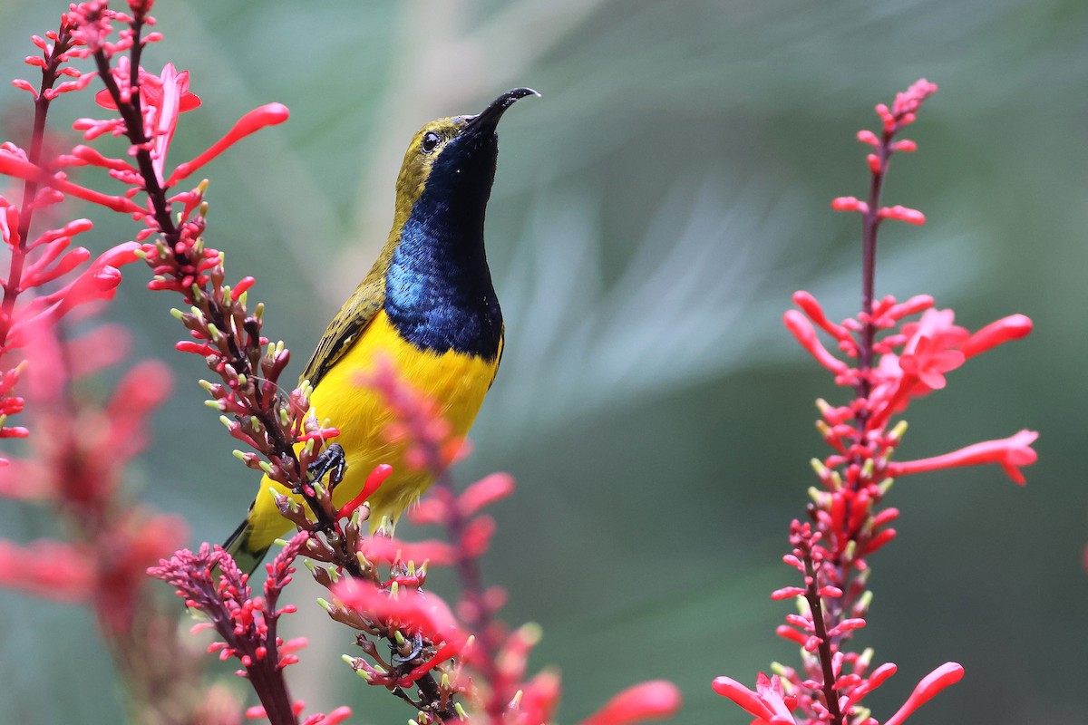 Sahul Sunbird - ML634652611
