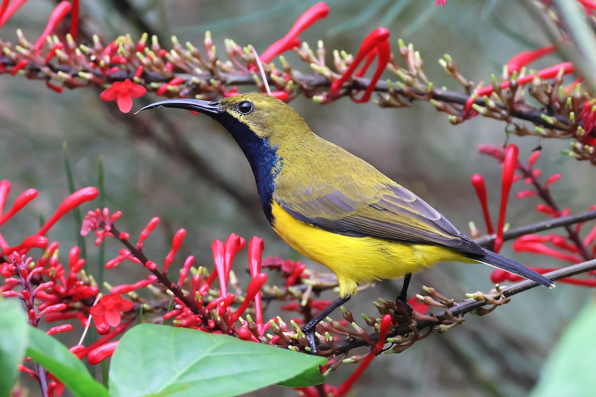 Sahul Sunbird - ML634652648