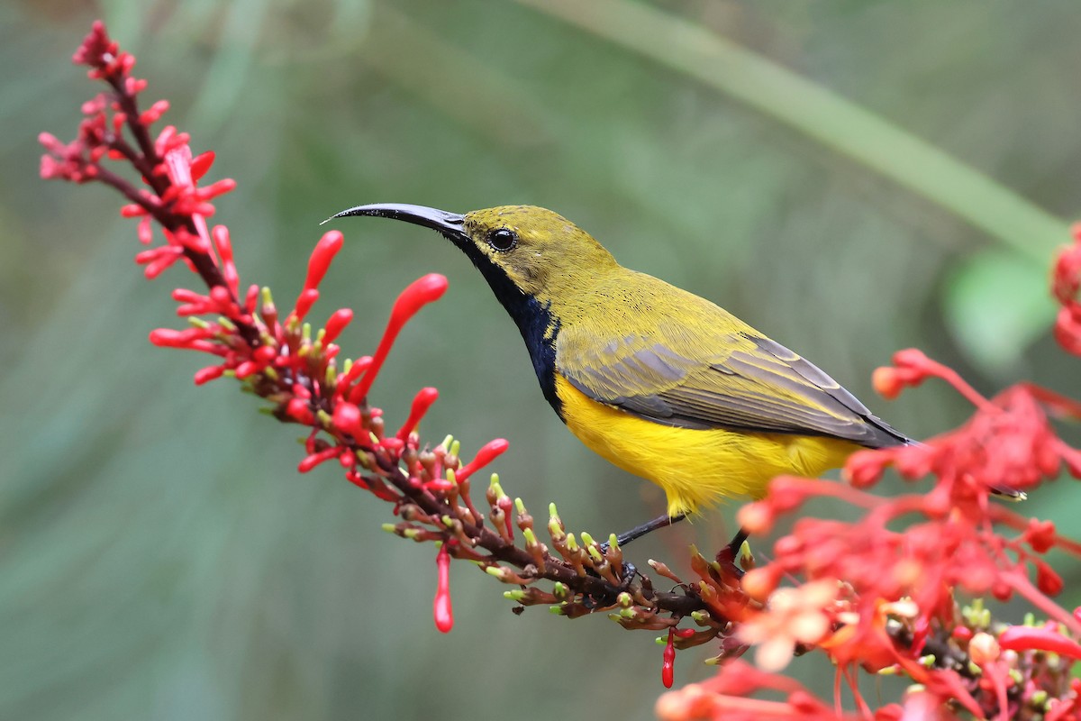Sahul Sunbird - ML634652650
