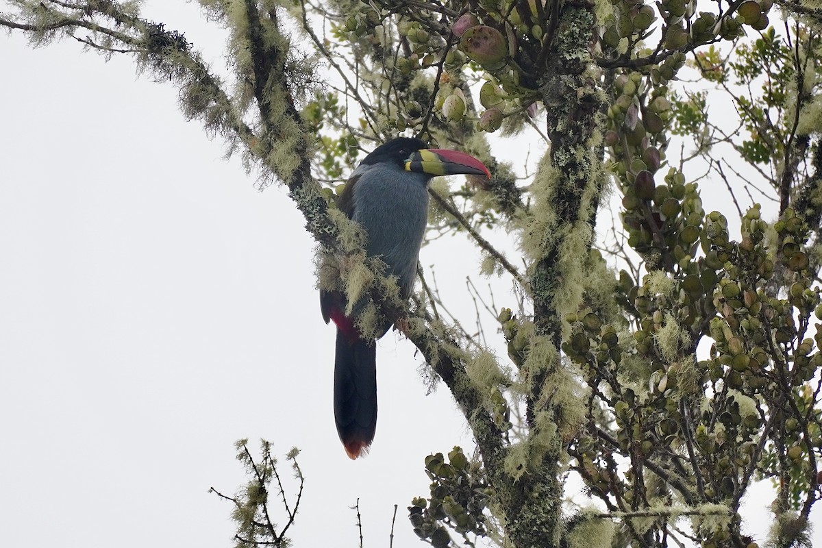 Gray-breasted Mountain-Toucan - ML634652664