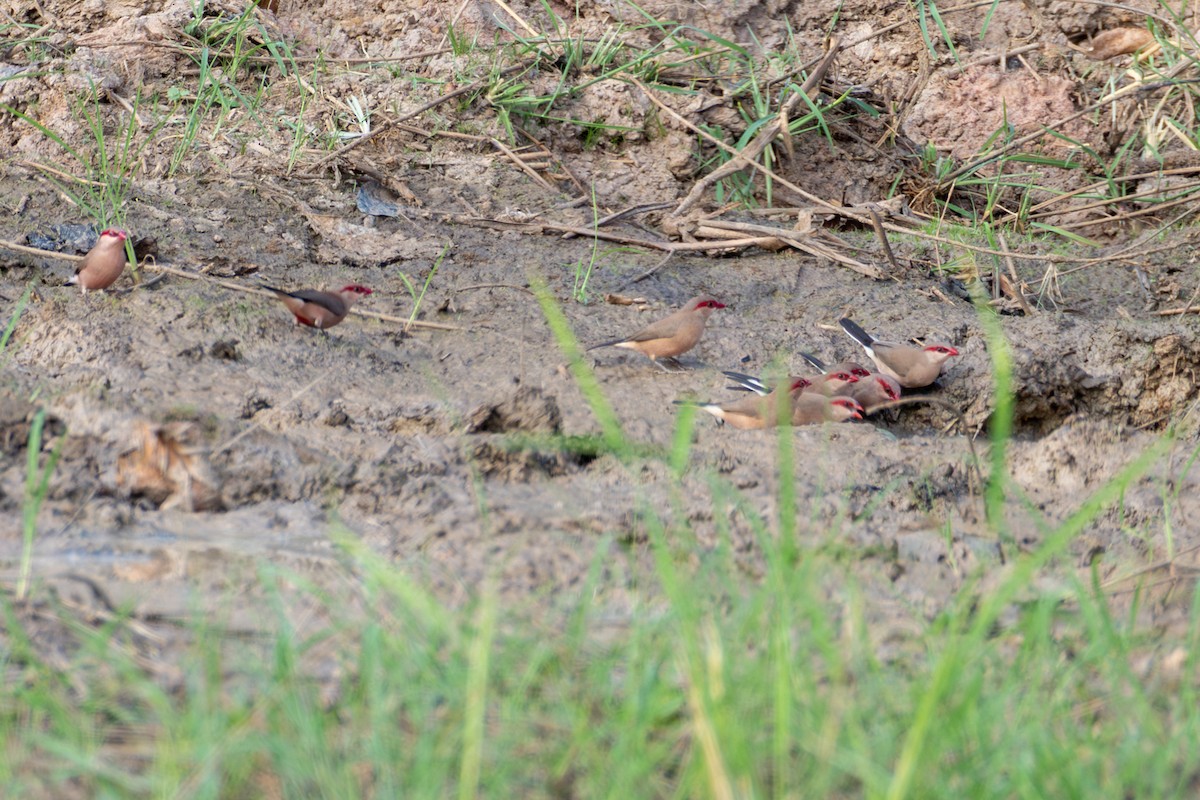 Black-rumped Waxbill - ML634652671
