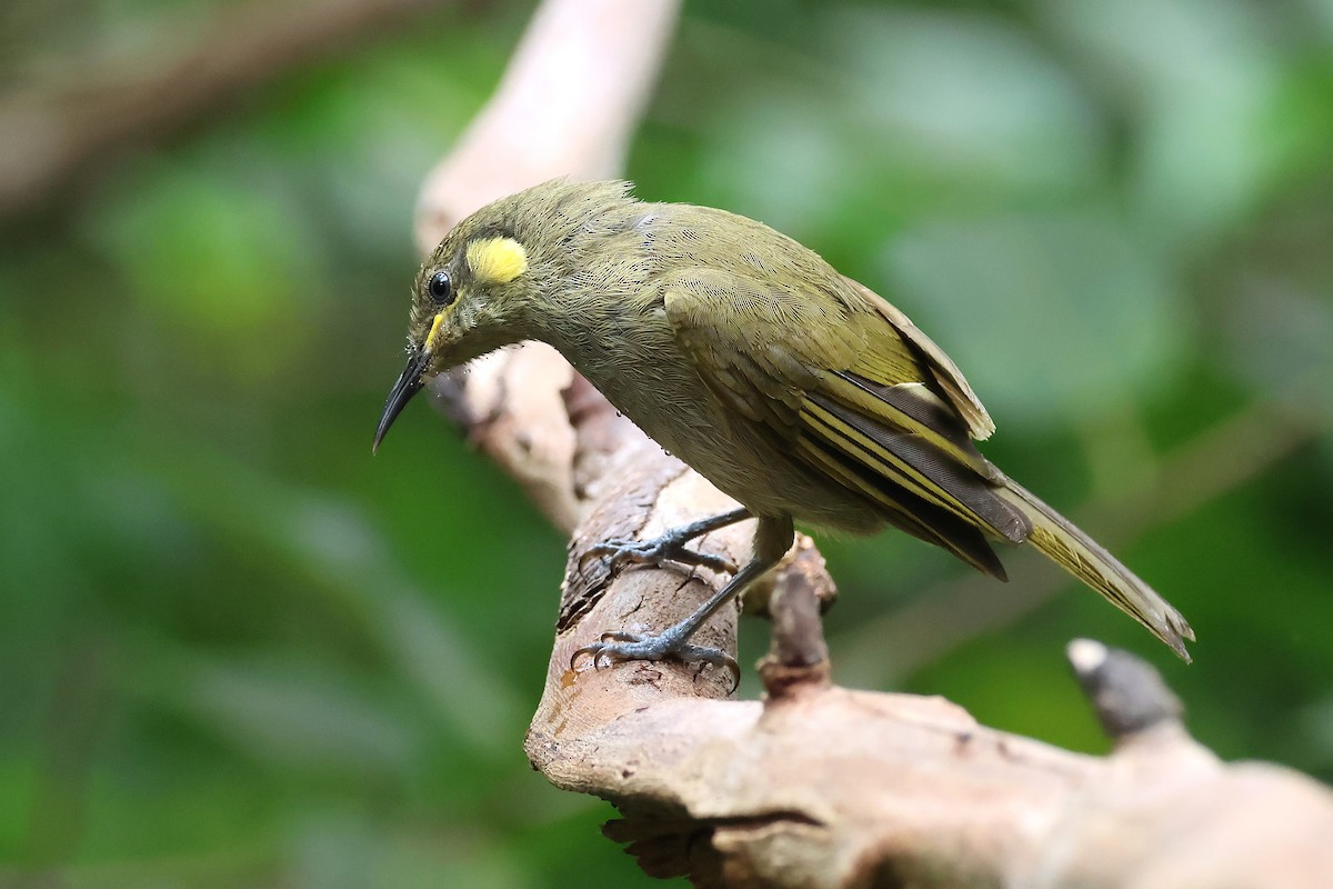 Cryptic Honeyeater - ML634652681
