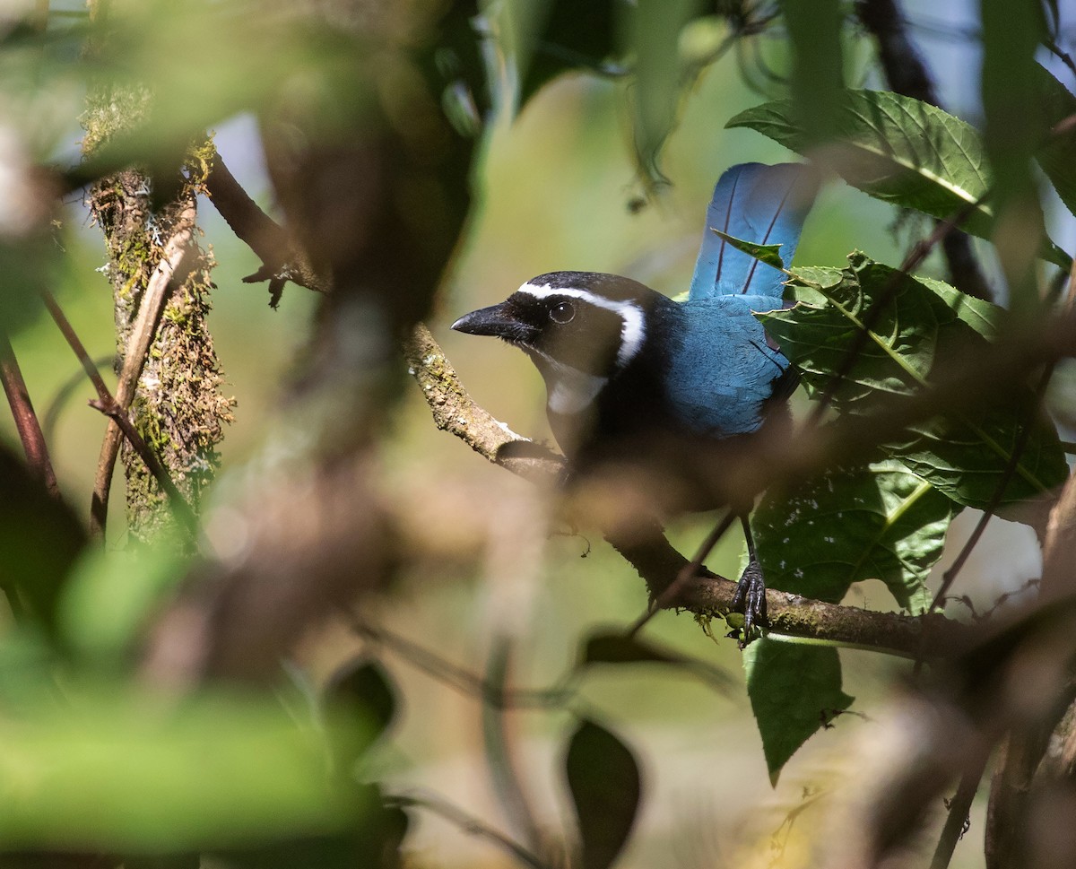 White-throated Jay - ML634652684