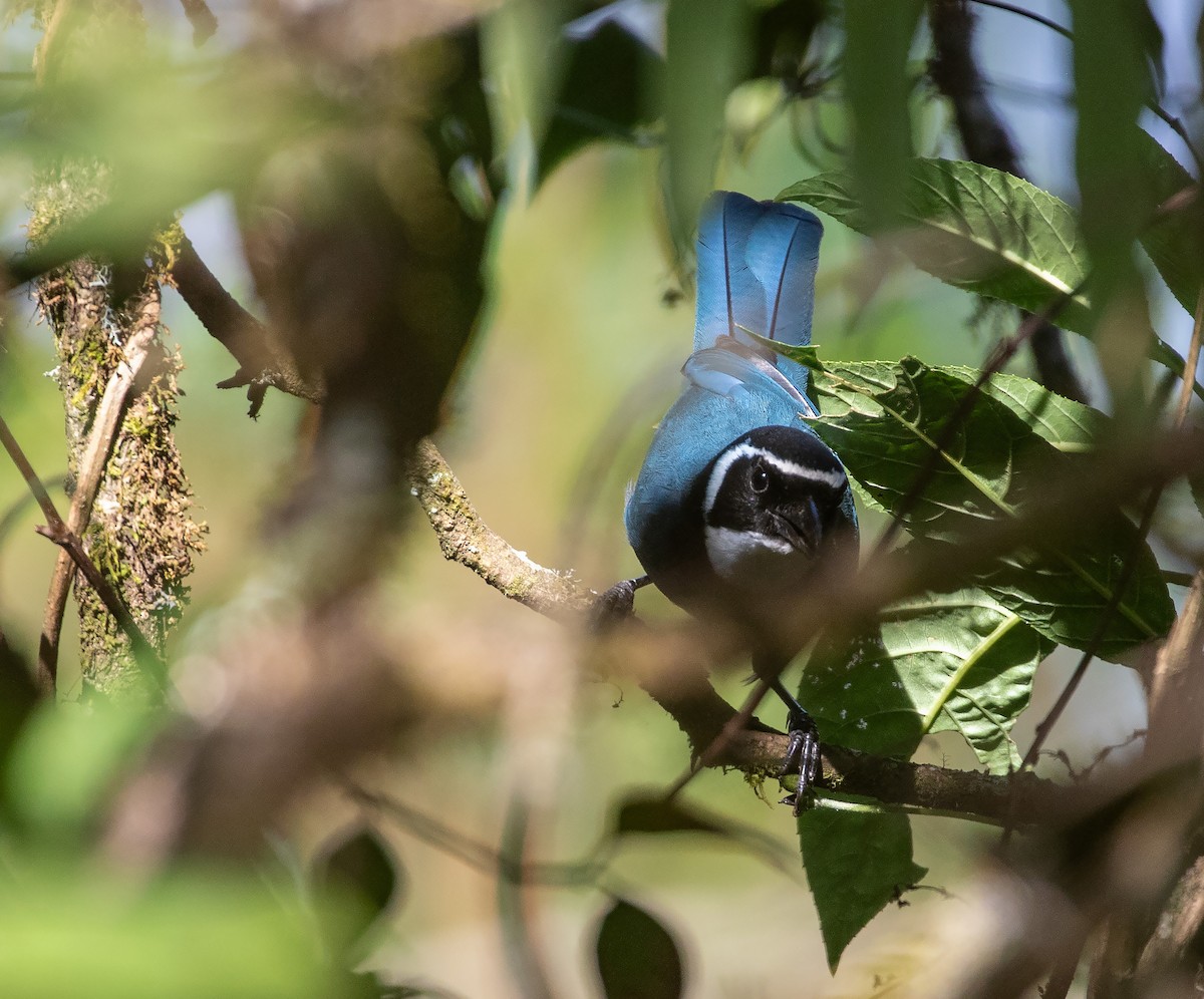 White-throated Jay - ML634652685