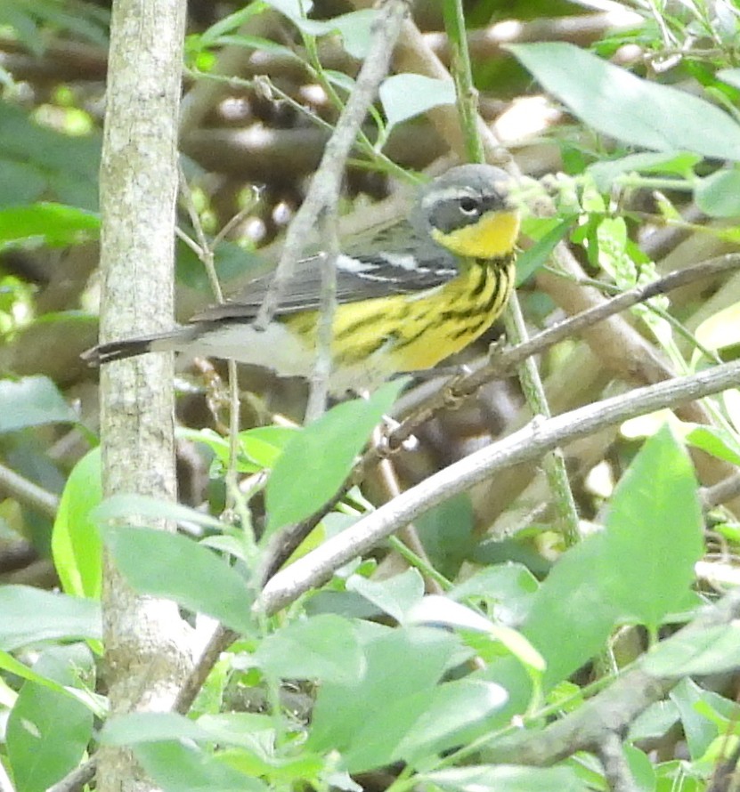 Magnolia Warbler - ML634652821