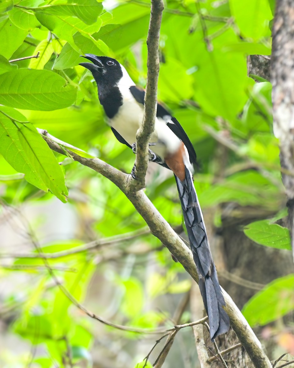 White-bellied Treepie - ML634653083