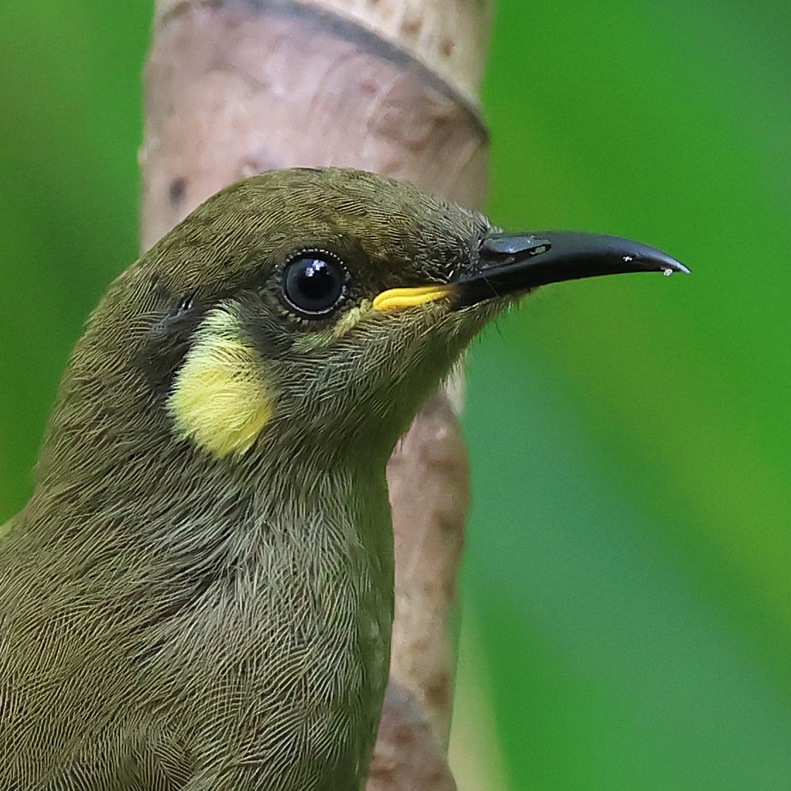 Cryptic Honeyeater - ML634653085