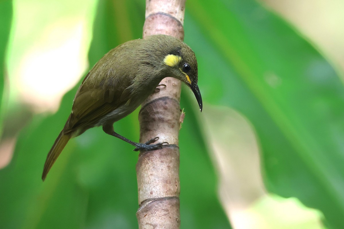 Cryptic Honeyeater - ML634653086