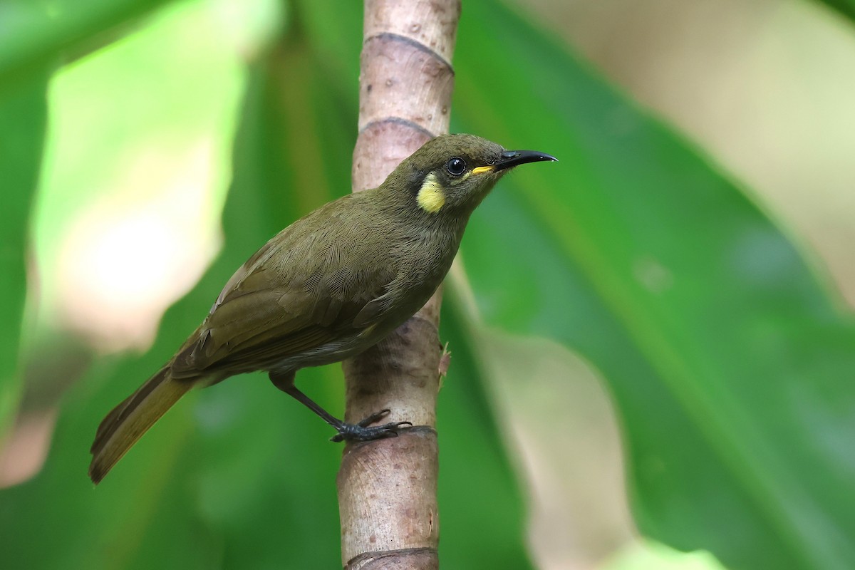 Cryptic Honeyeater - ML634653087
