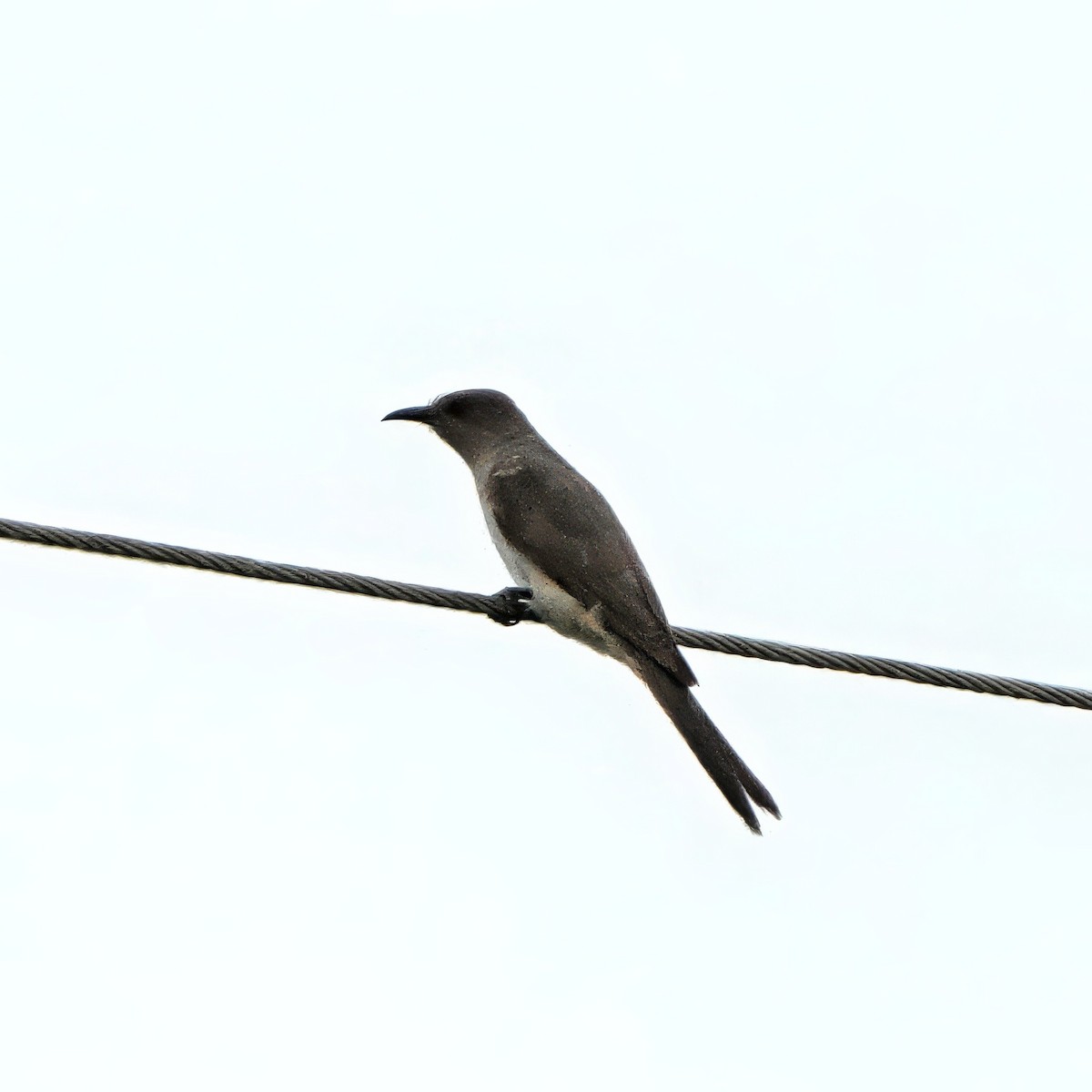 Ash-colored Cuckoo - ML634653092
