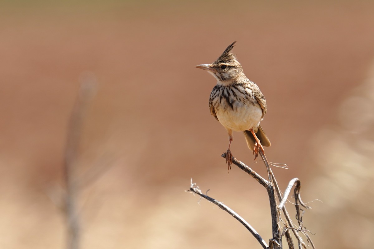 Crested Lark (Crested) - ML634653124