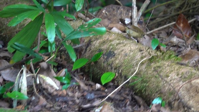 Atherton Scrubwren - ML634653162