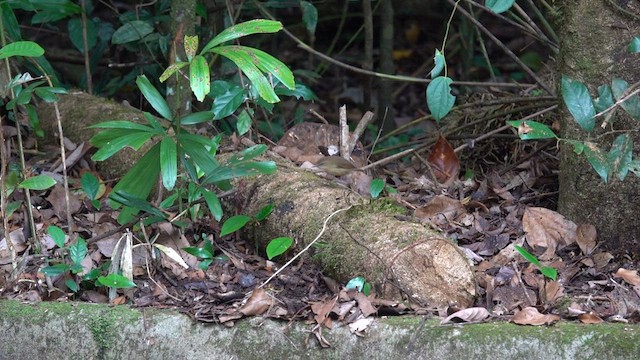 Atherton Scrubwren - ML634653166