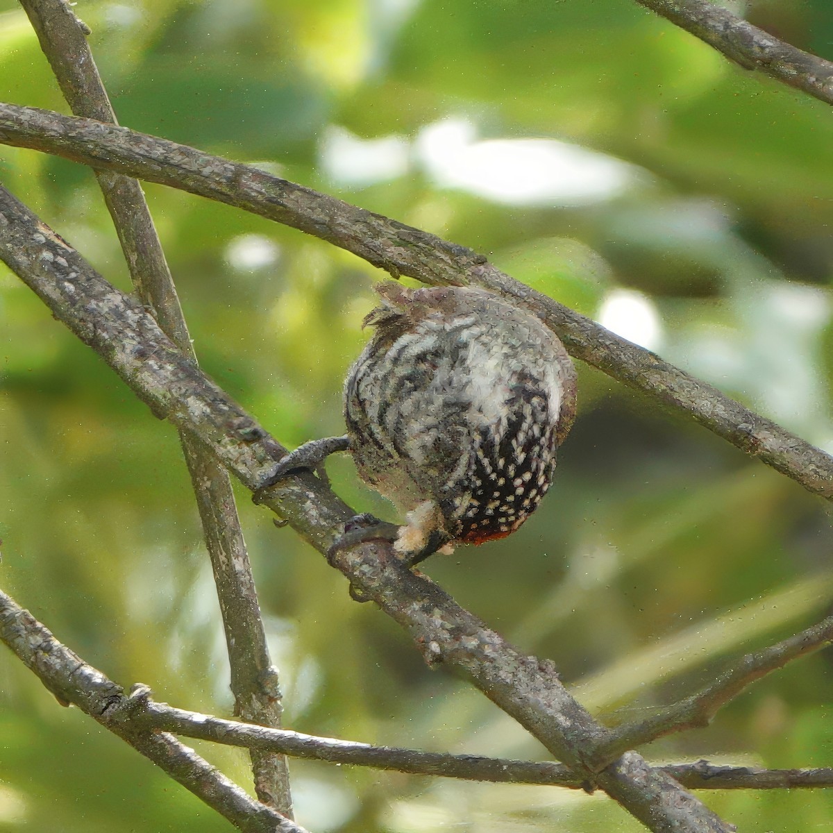 White-barred Piculet (White-barred) - ML634653178