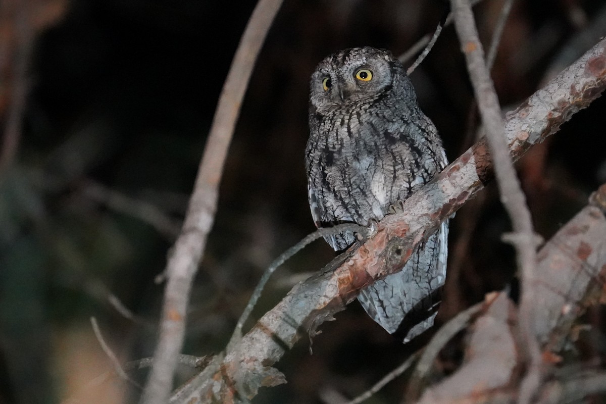 Cyprus Scops-Owl - ML634653259