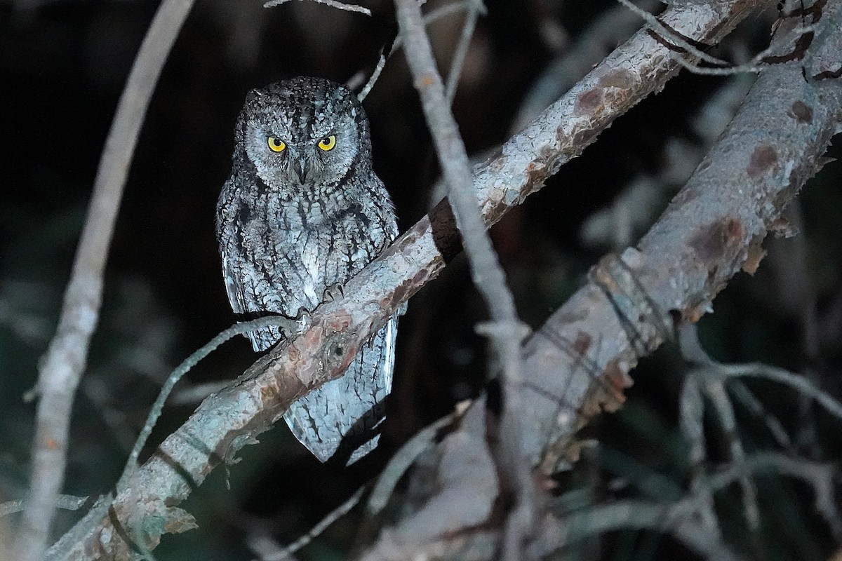 Cyprus Scops-Owl - ML634653260