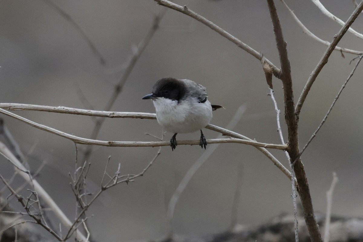 Arabian Warbler - ML634653395