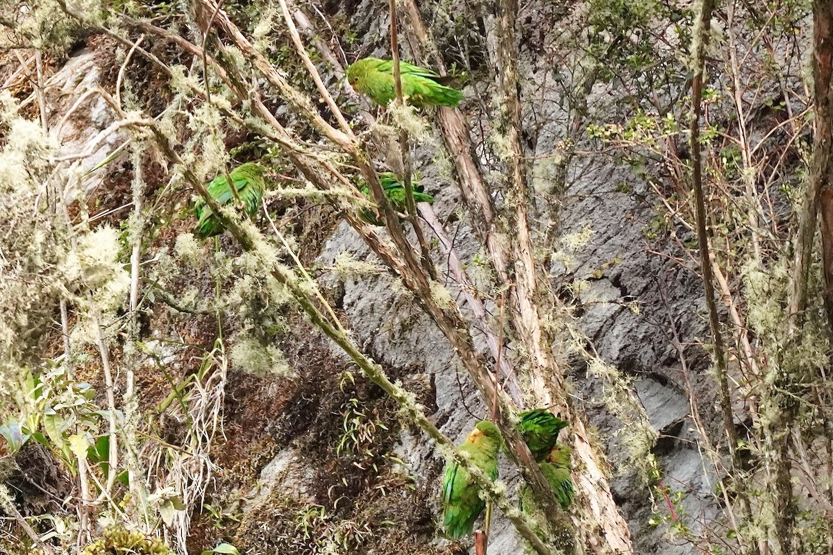 Rufous-fronted Parakeet - ML634653636