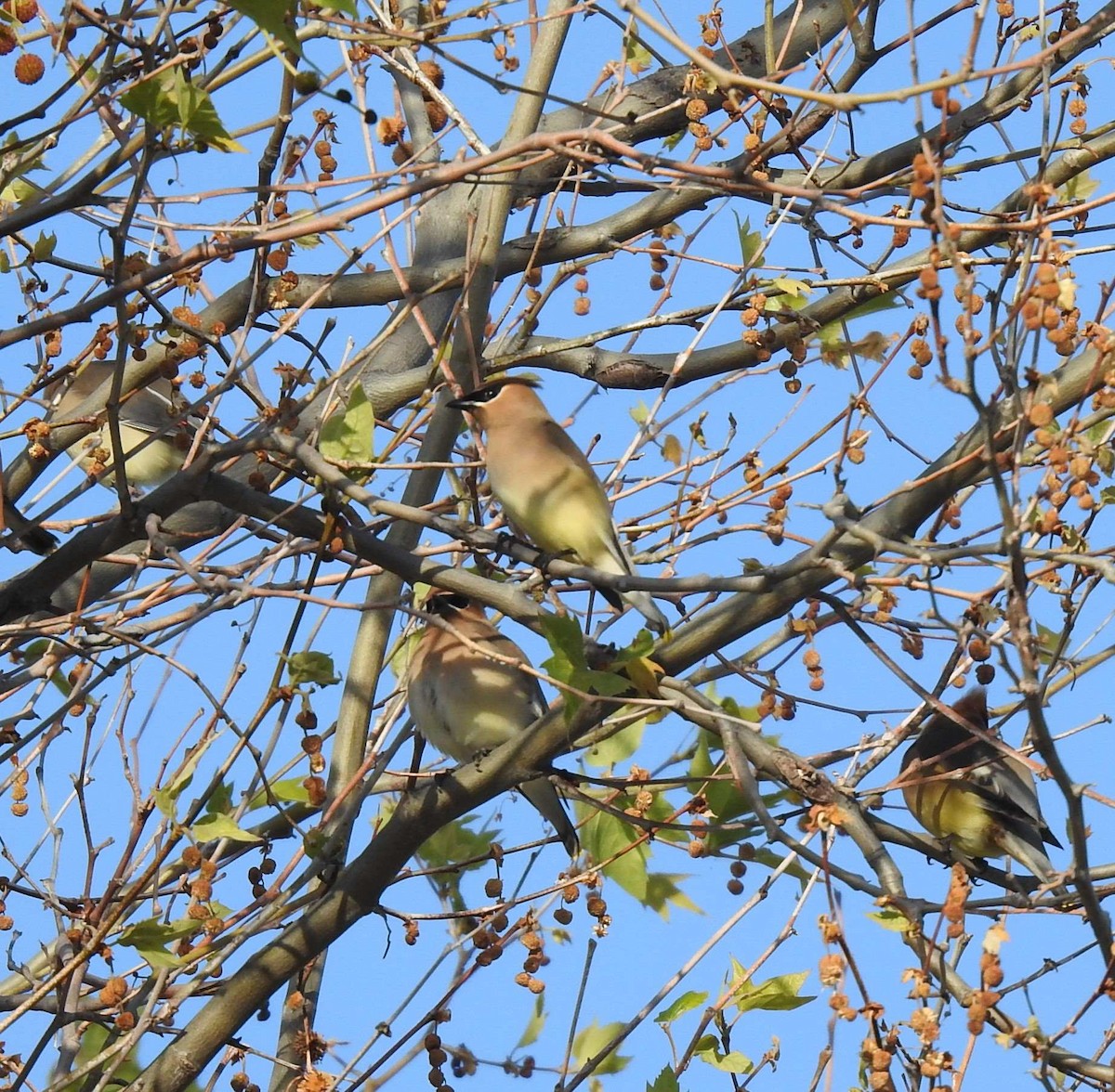 Cedar Waxwing - ML634653768