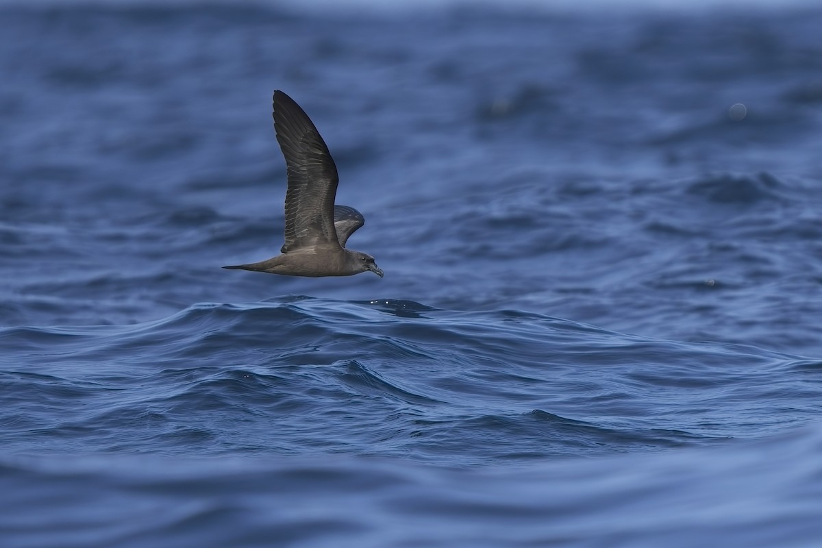Jouanin's Petrel - ML634653810