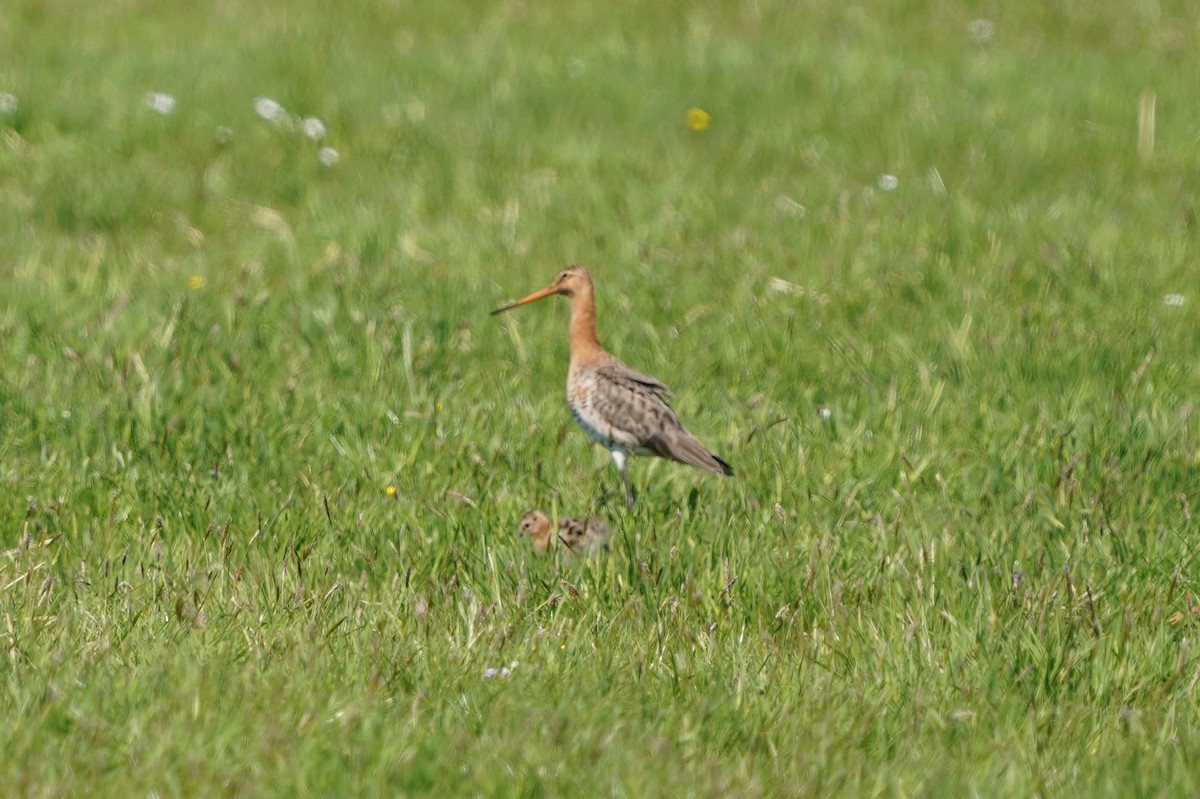 Black-tailed Godwit - ML634653817