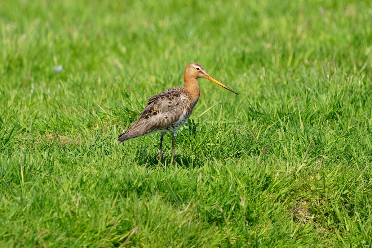 Black-tailed Godwit - ML634653819