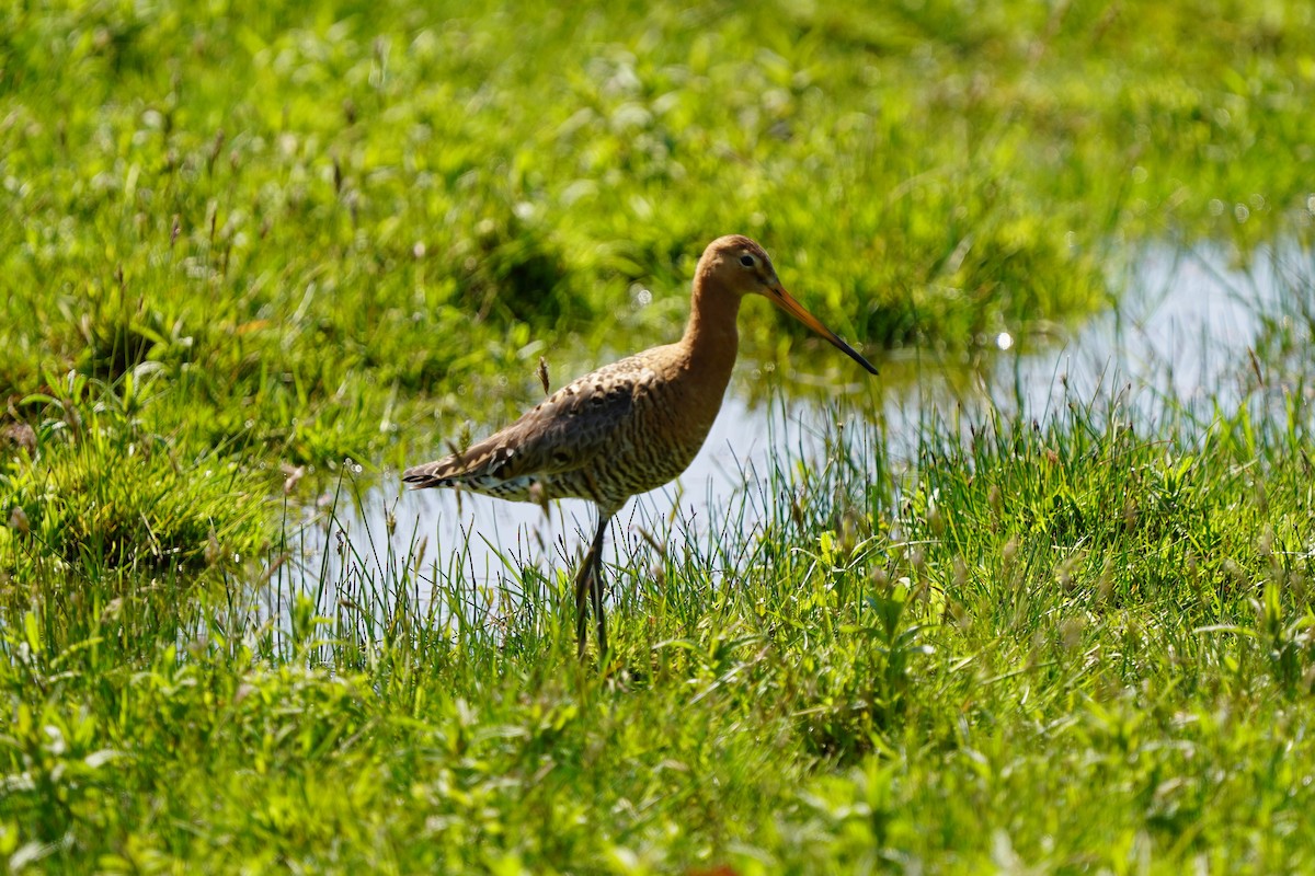 Black-tailed Godwit - ML634653820