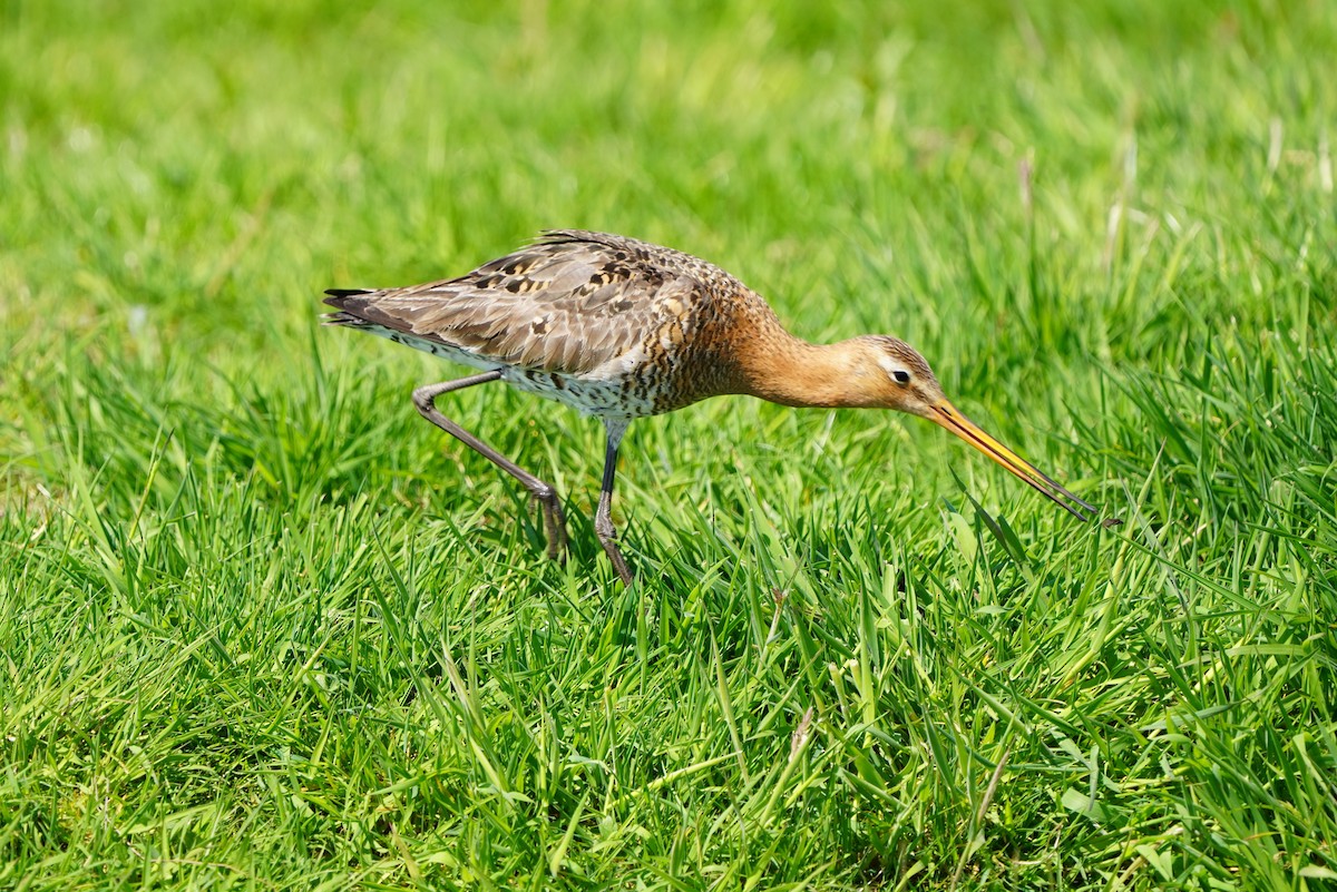 Black-tailed Godwit - ML634653821