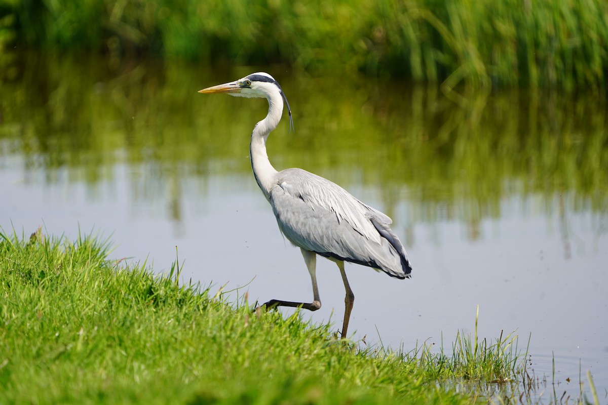 Gray Heron - ML634653831