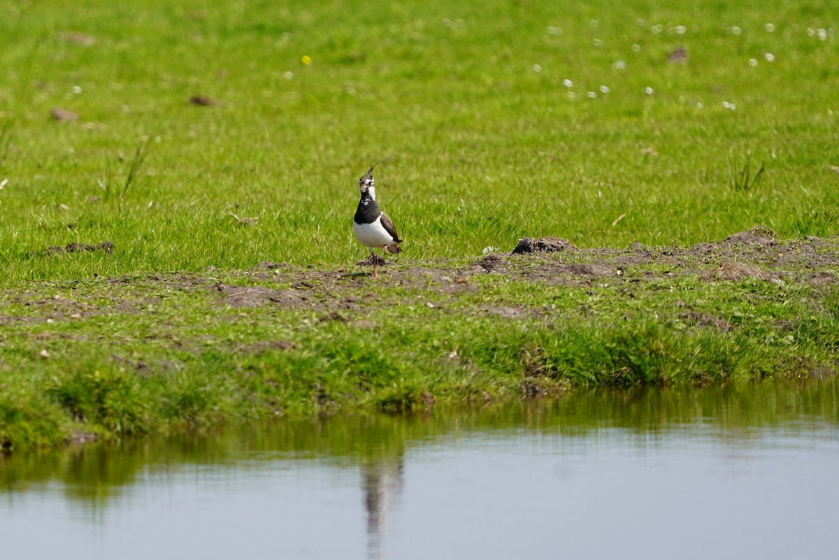 Northern Lapwing - ML634653837
