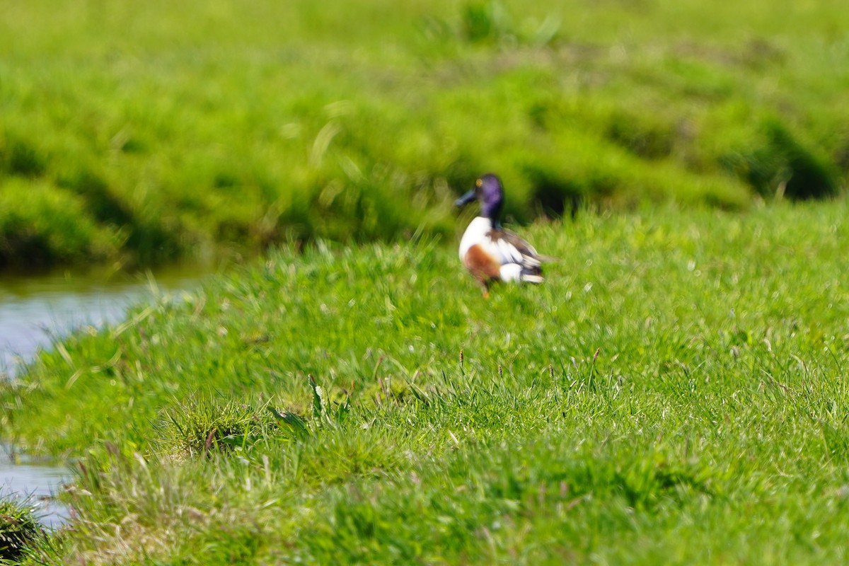 Northern Shoveler - ML634653839