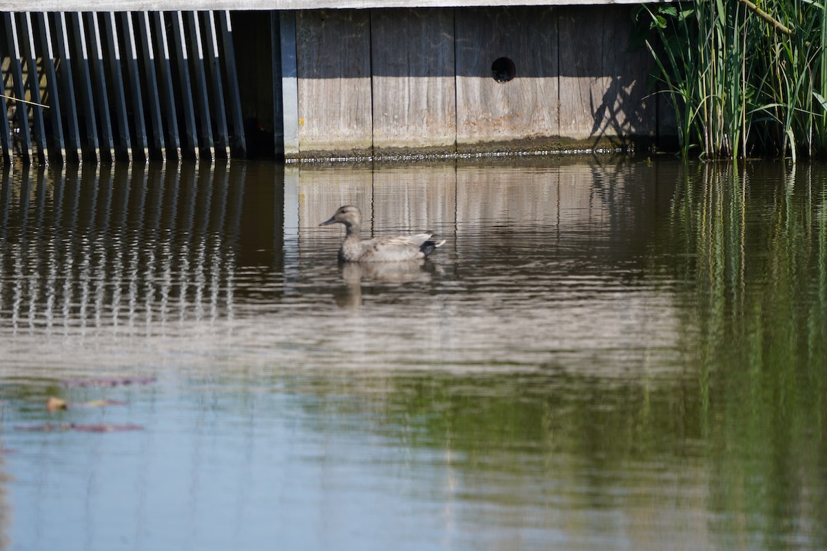 Gadwall - ML634653844