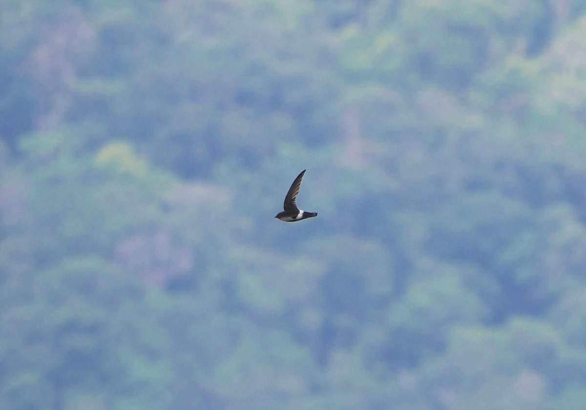 Asian House-Martin - ML634653863